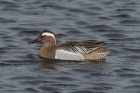 Garganey by Mick Dryden