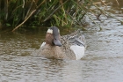 Garganey by Mick Dryden Garganey by Mick Dryden