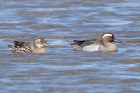 Garganey by Romano da Costa