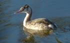 Great Crested Grebe by Annie Queree