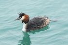 Great Crested Grebe by Mick Dryden