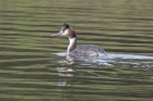 Great Crested Grebe by Trevor Biddle