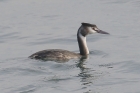 Great Crested Grebe by Mick Dryden Great Crested Grebe by Mick Dryden