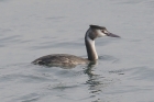 Great Crested Grebe by Mick Dryden