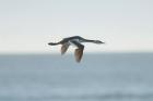 Great Crested Grebe by Mick Dryden Great Crested Grebe by Mick Dryden