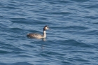 Great Crested Grebe by Mick Dryden