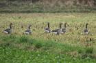 Greylags by Mick Dryden