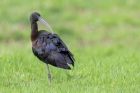 Glossy Ibis by Romano da Costa