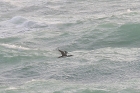 Great Northern Diver by Mick Dryden