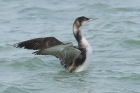 Great Northern Diver by Mick Dryden