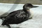 Great Northern Diver by Mark Fletcher