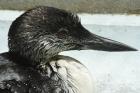 Great Northern Diver by Mark Fletcher