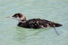 Great Northern Diver by Mick Dryden Great Northern Diver by Mick Dryden