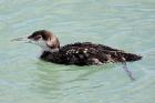 Great Northern Diver by Mick Dryden