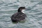 Great Northern Diver by Mick Dryden