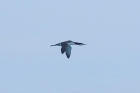 Great Northern Diver by Mick Dryden