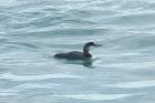 Great Northern Diver by Mick Dryden