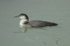 Great Northern Diver by Mick Dryden