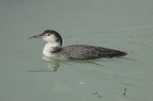 Great Northern Diver by Mick Dryden Great Northern Diver by Mick Dryden