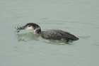 Great Northern Diver by Mick Dryden