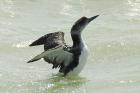 Great Northern Diver by Romano da Costa