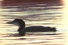 Great Northern Diver by Regis Perdriat Great Northern Diver by Regis Perdriat