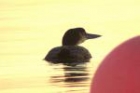 Great Northern Diver by Regis Perdriat