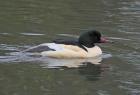 Goosander by Tim Ransom