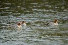 Goosanders by Romano da Costa