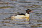 Goosander by Romano da Costa Goosander by Romano da Costa