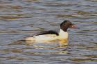 Goosander by Romano da Costa