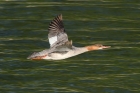 Goosander by Mick Dryden