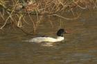 Goosander by Mick Dryden