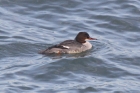 Goosander by Chris Riley Goosander by Chris Riley