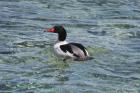 Goosander by Mick Dryden