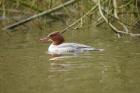 Goosander by Romano da Costa Goosander by Romano da Costa