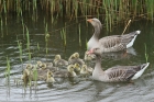 Greylag Geese by Mick Dryden