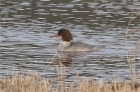 Goosander by Trevor Biddle