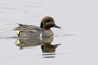 Green winged Teal by Romano da Costa Green winged Teal by Romano da Costa