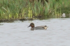 Green winged Teal by Mick Dryden