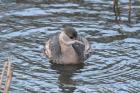 Little Grebe by Tony Paintin Little Grebe by Tony Paintin