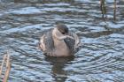 Little Grebe by Tony Paintin