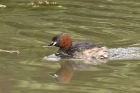 Little Grebe by Mick Dryden