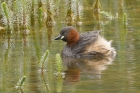 Little Grebe by Mick Dryden Little Grebe by Mick Dryden