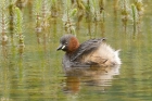 Little Grebe by Mick Dryden