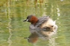 Little Grebe by Mick Dryden Little Grebe by Mick Dryden