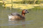 Little Grebe by Mick Dryden Little Grebe by Mick Dryden