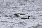 Long-tailed Duck by Mick Dryden