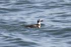 Long-tailed Duck by Mick Dryden