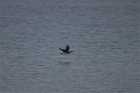 Long-tailed Duck by Tony Paintin Long-tailed Duck by Tony Paintin